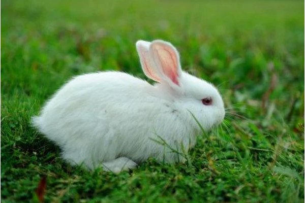 乾坤再造指一生肖