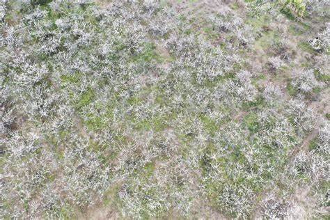 广州下雪破案了，这些像雪的东西到底是什么？