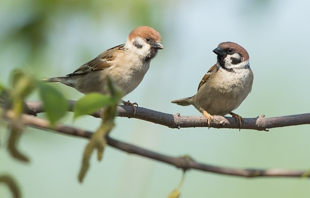 双双对对是什么意思