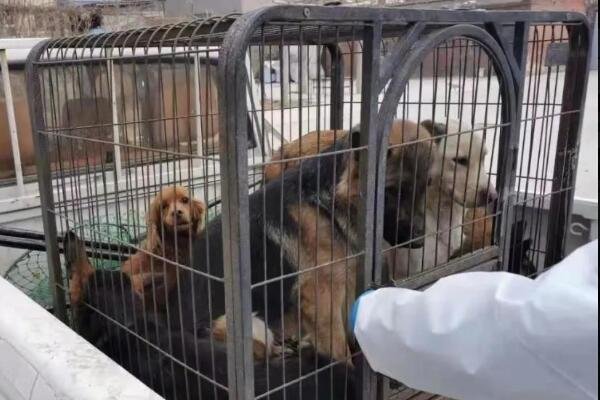 小果庄在当初疫情的时候是怎么对待动物的？